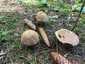 Piruló galóca (Amanita rubescens), Mátra. Barnás, vöröses alapszínen szürkésbarnán pettyes kalap